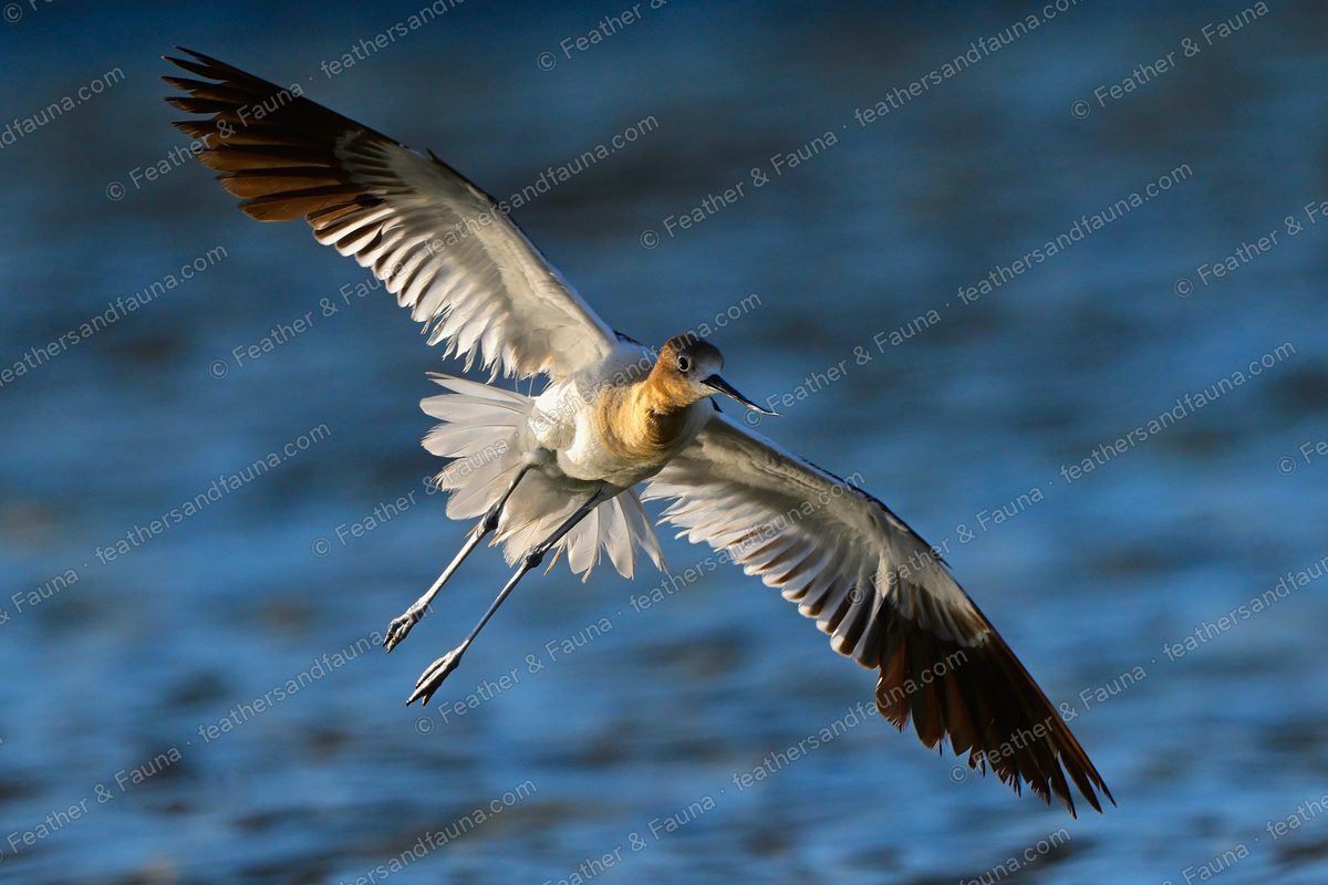 American Avocet in flight over blue water, cinnamon head and upturned bill, legs trailing.