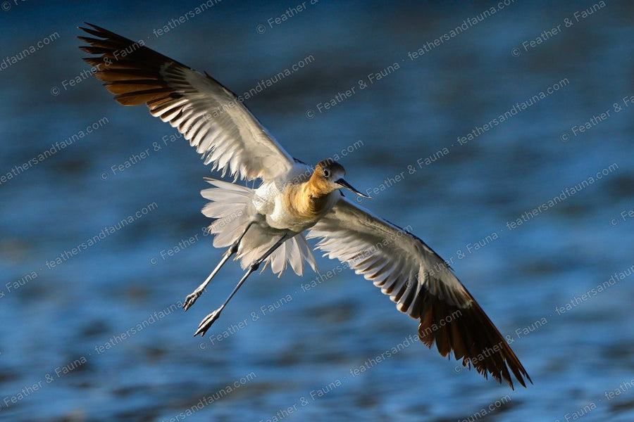 American Avocet in flight over blue water, cinnamon head and upturned bill, legs trailing.