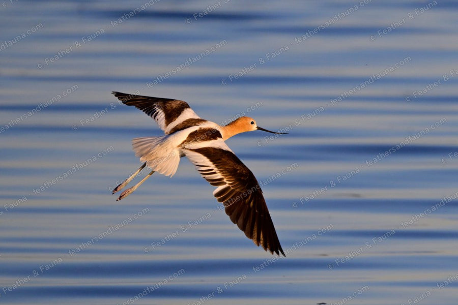 American Avocet in flight over blue water, cinnamon head and upturned bill.