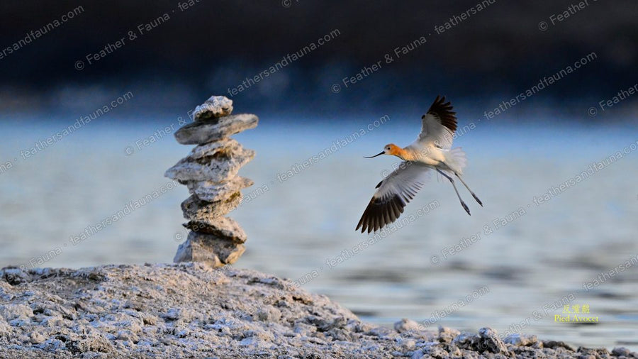 American Avocet in flight past a stack of balanced rocks on a pale lakeshore.