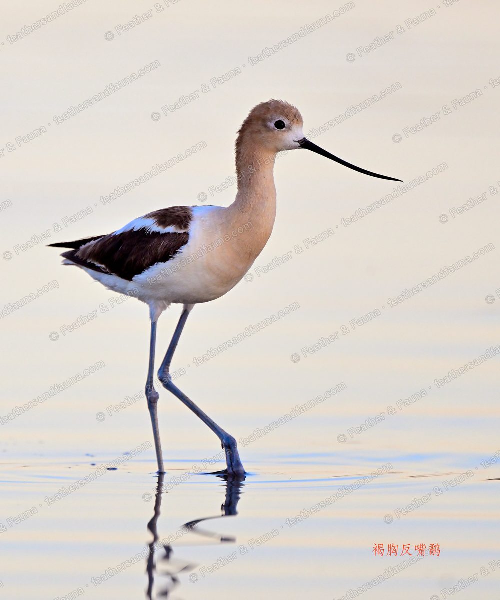 American Avocet wading in still golden water, upturned bill, reflected below.