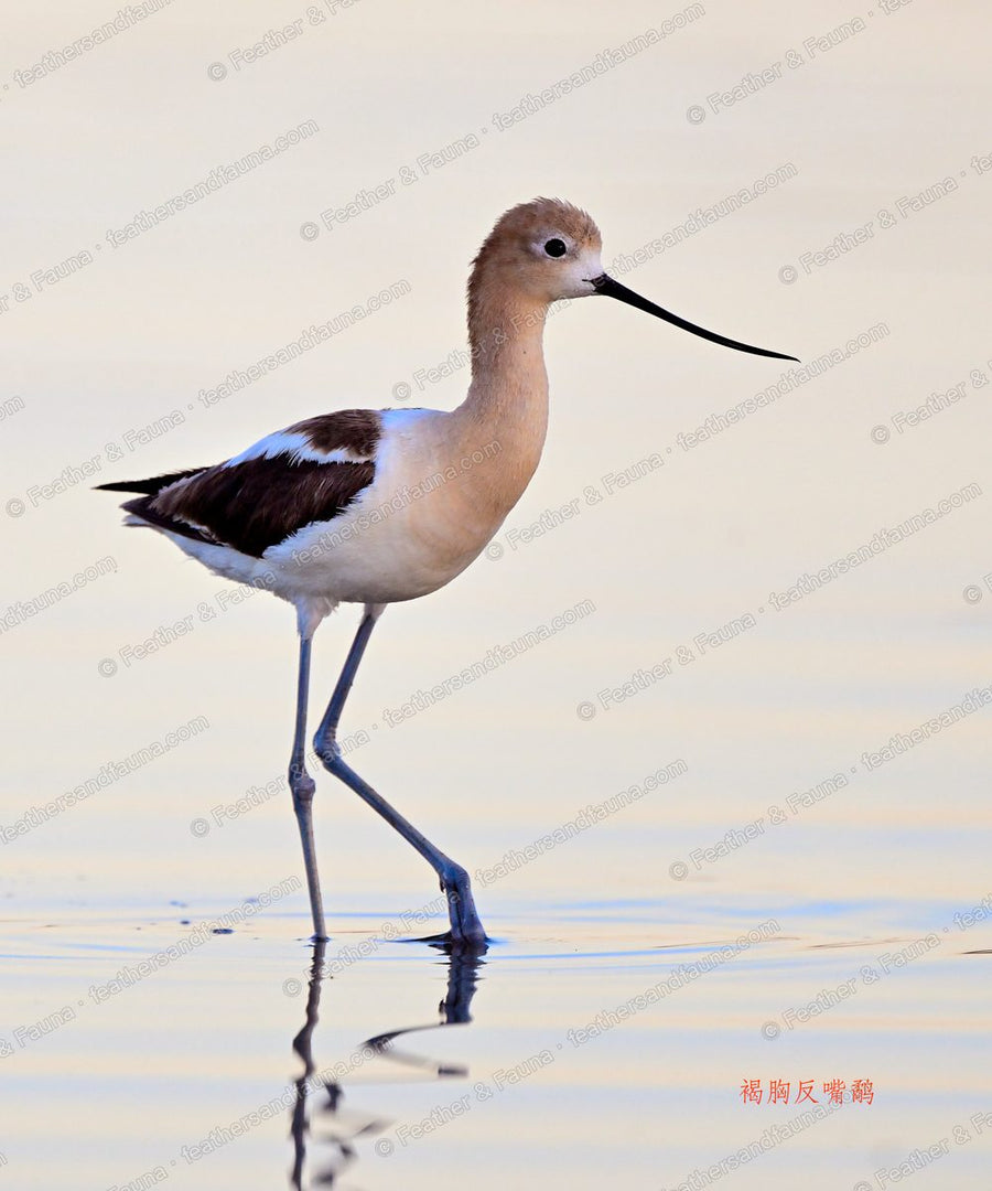 American Avocet wading in still golden water, upturned bill, reflected below.
