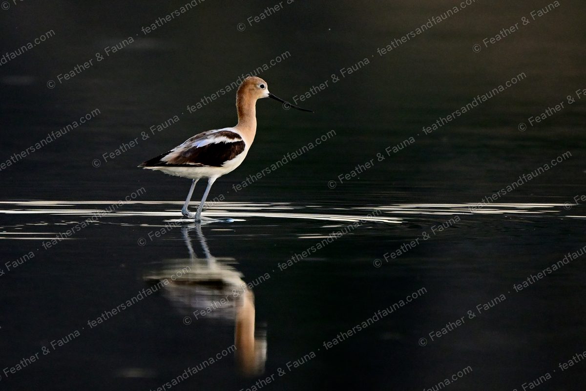 American Avocet wading in dark water in low light, cinnamon head reflected below.