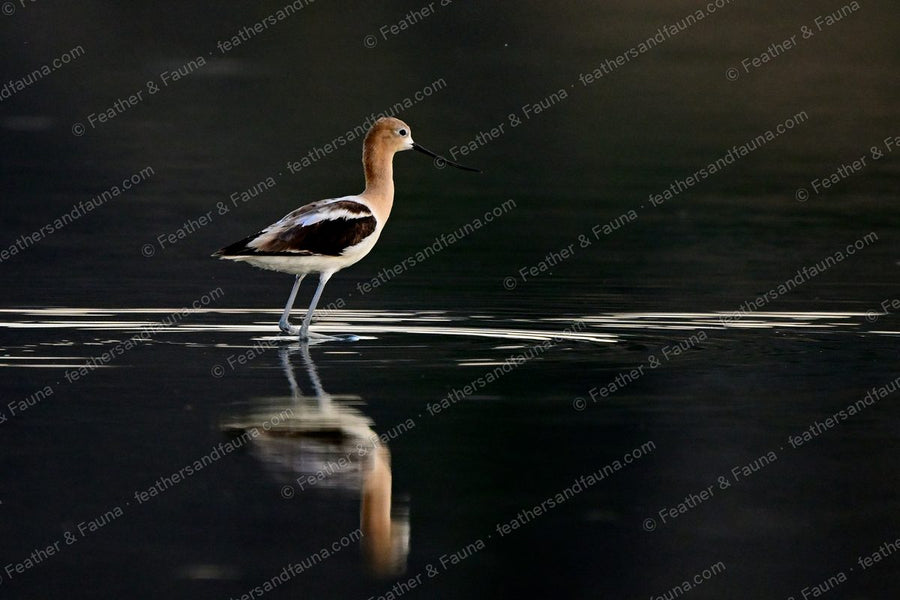 American Avocet wading in dark water in low light, cinnamon head reflected below.