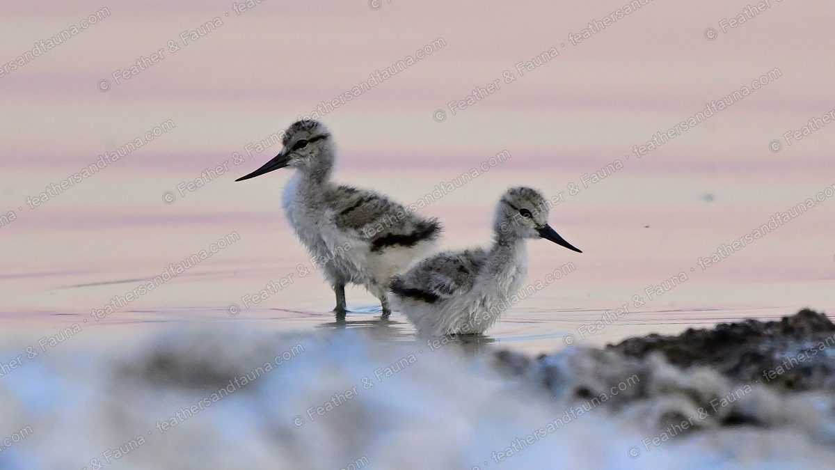 Two downy American Avocet chicks wading on a pink-lit mudflat at dawn.