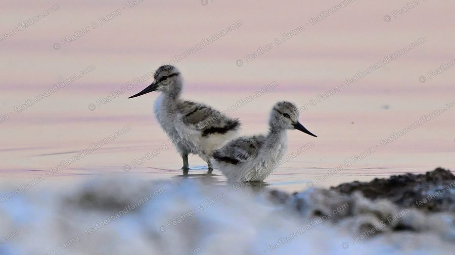 Two downy American Avocet chicks wading on a pink-lit mudflat at dawn.