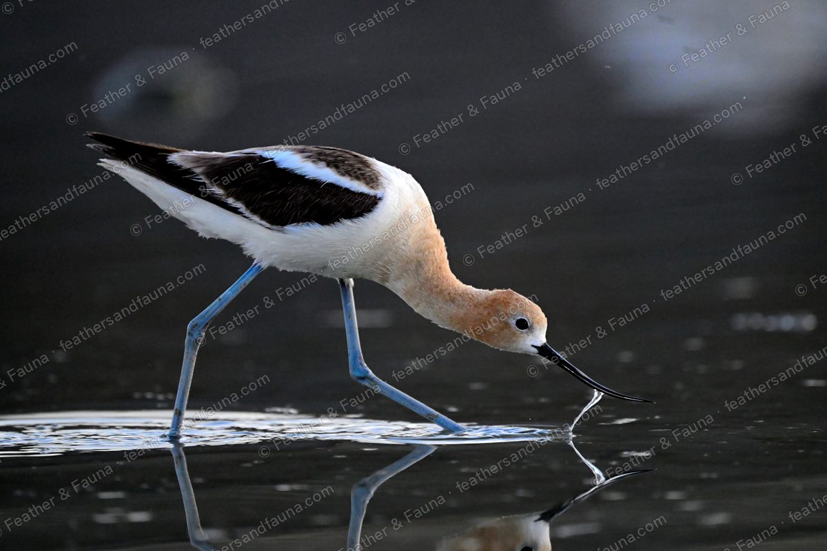 American Avocet lowering its upturned bill to dark water, reflected below.