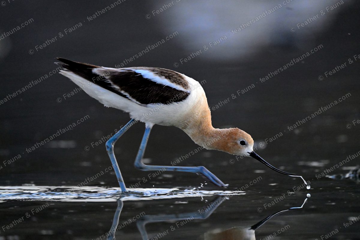 American Avocet sweeping its curved bill through shallow water while feeding.
