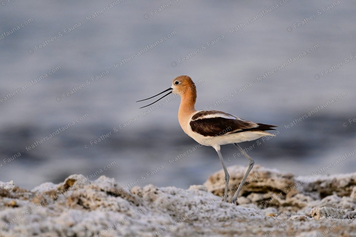 American Avocet with bill parted standing on a white alkaline shore.