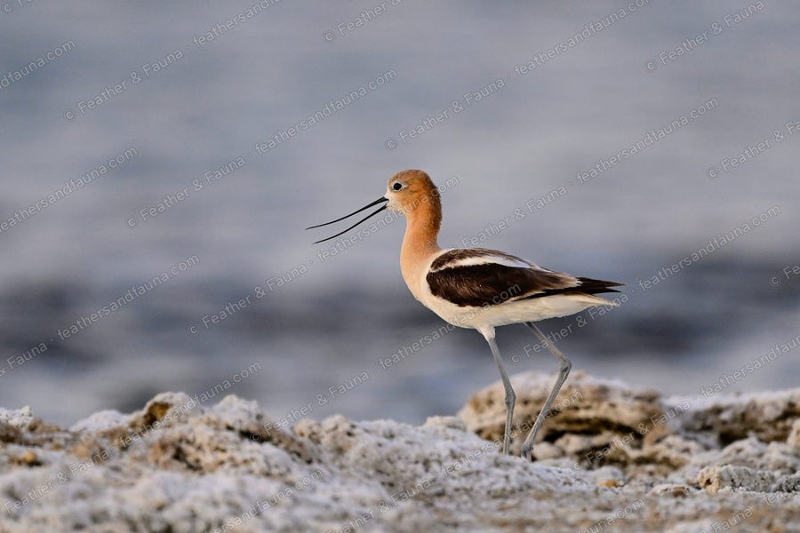 American Avocet with bill parted standing on a white alkaline shore.