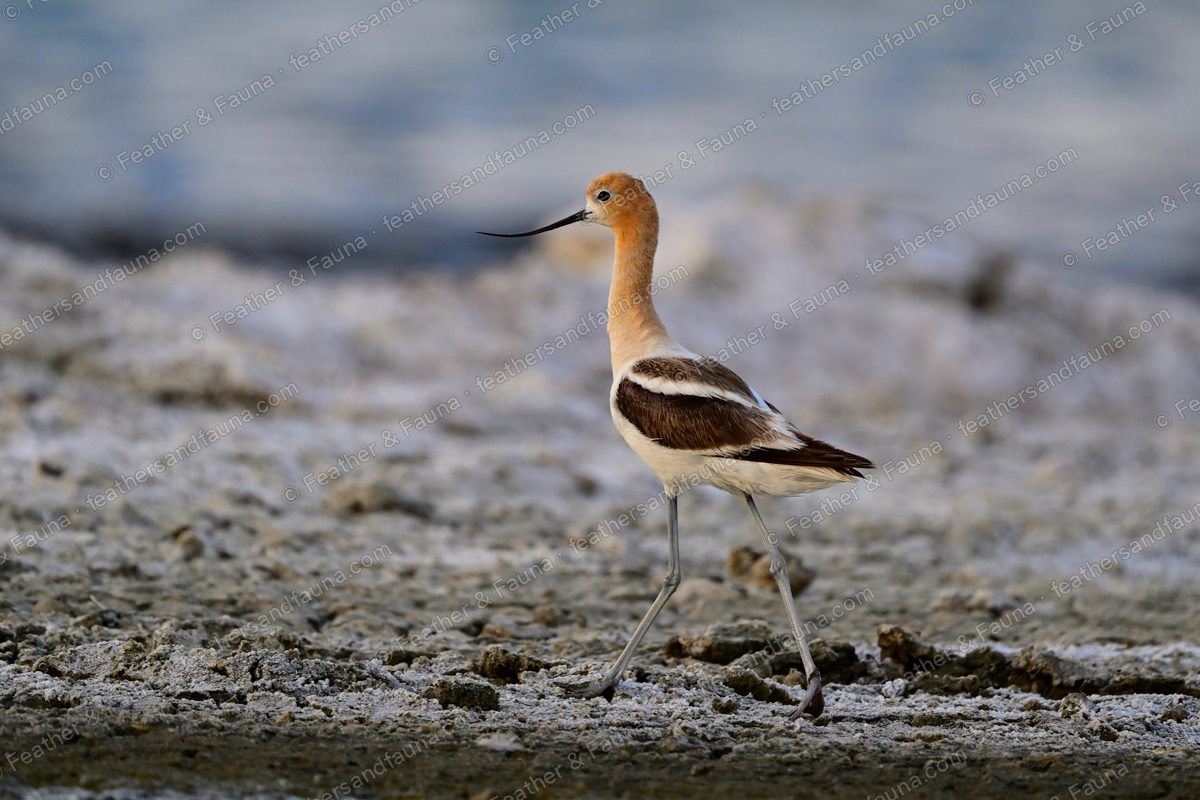 American Avocet walking on a cracked white alkaline flat, upturned bill leading.