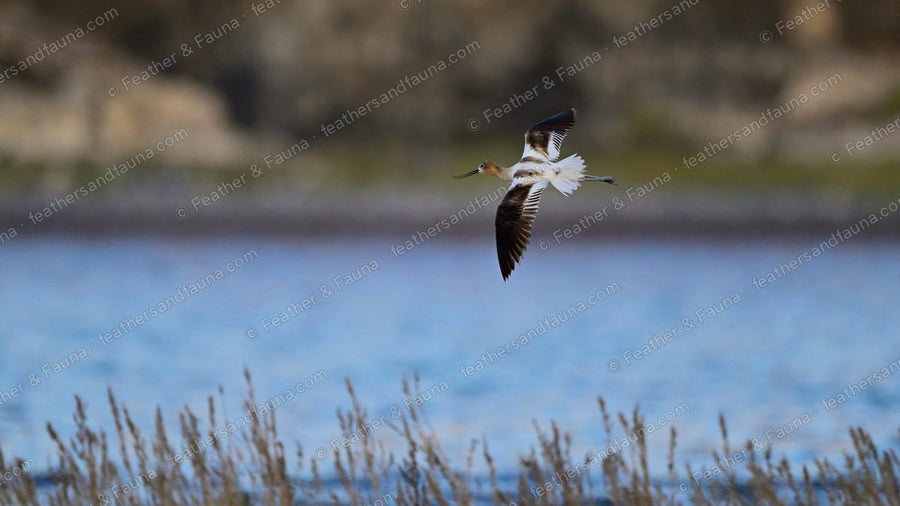 American Avocet in flight low over water above reeds, black-and-white wings.