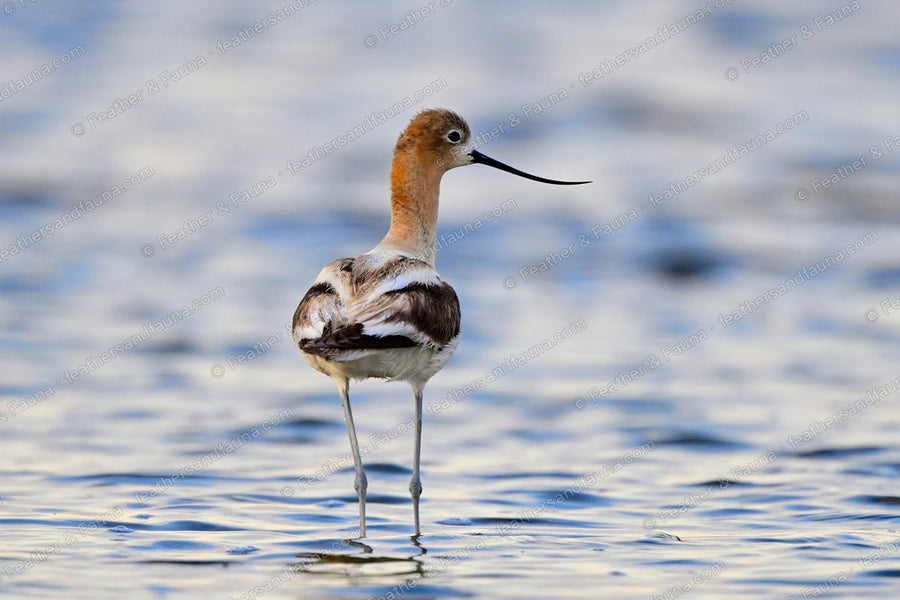 American Avocet from behind standing in water, cinnamon neck and patterned back.