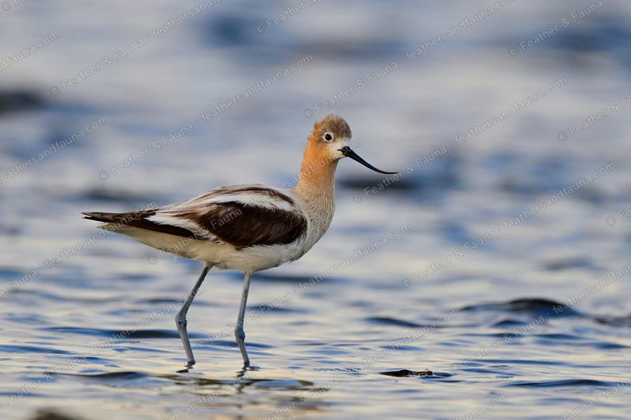 American Avocet standing in shallow water, cinnamon head and upturned bill.