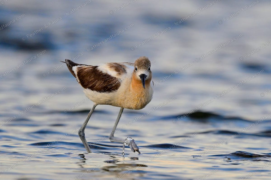 American Avocet wading toward the camera through shallow water.