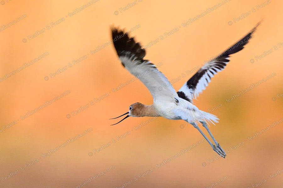 American Avocet in flight against an orange background, wings spread, legs trailing.