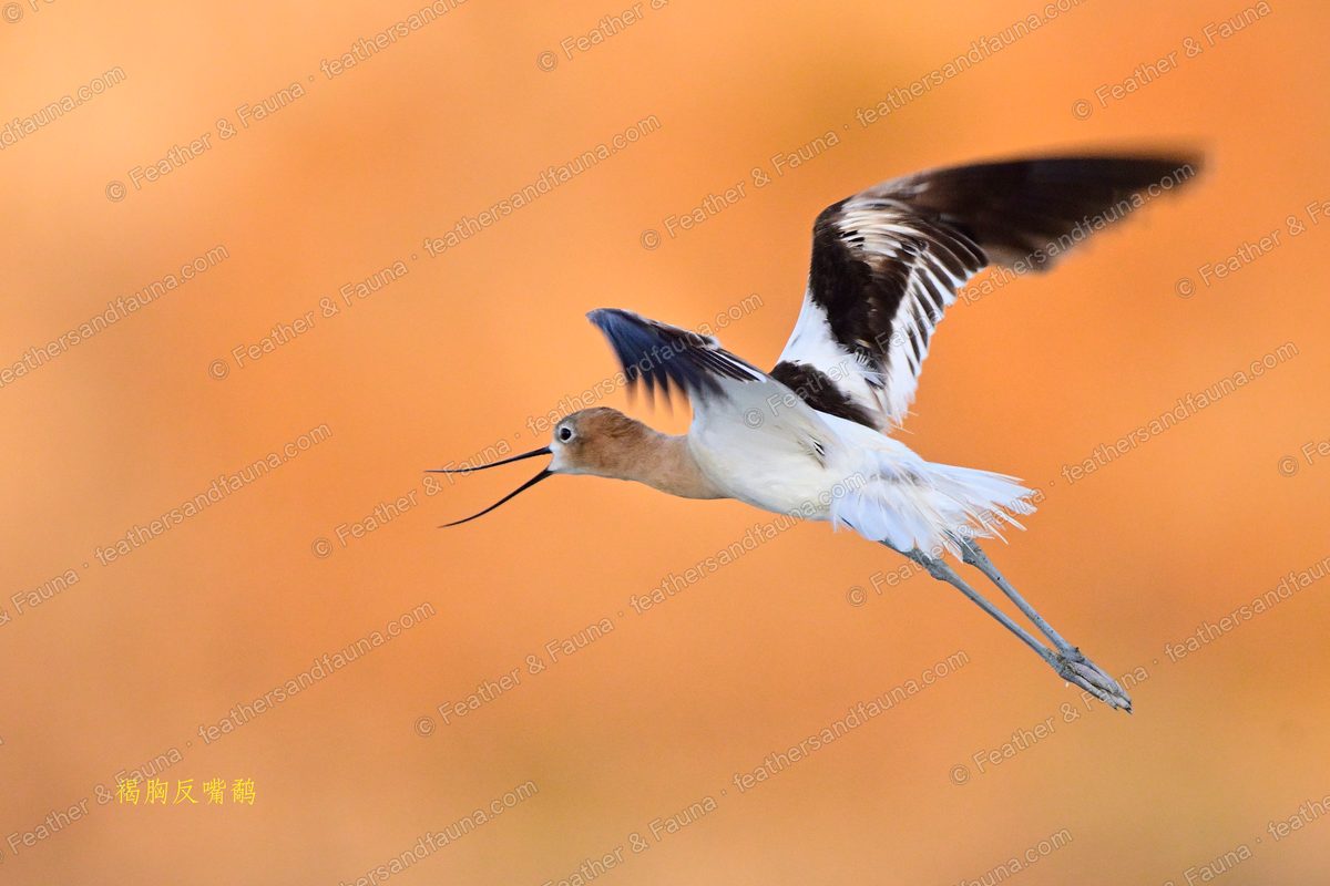 American Avocet in flight against an orange background, wings spread, bill open.