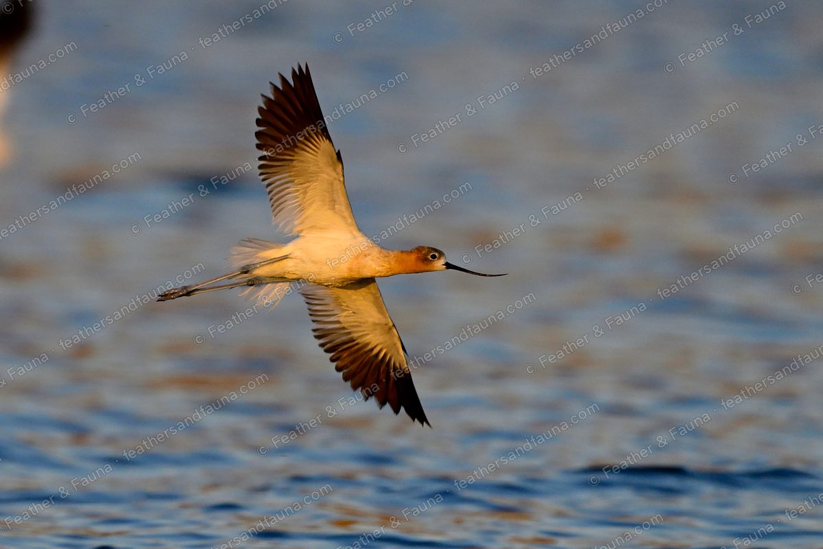 American Avocet flying low over blue water at sunset, wings spread, cinnamon head.