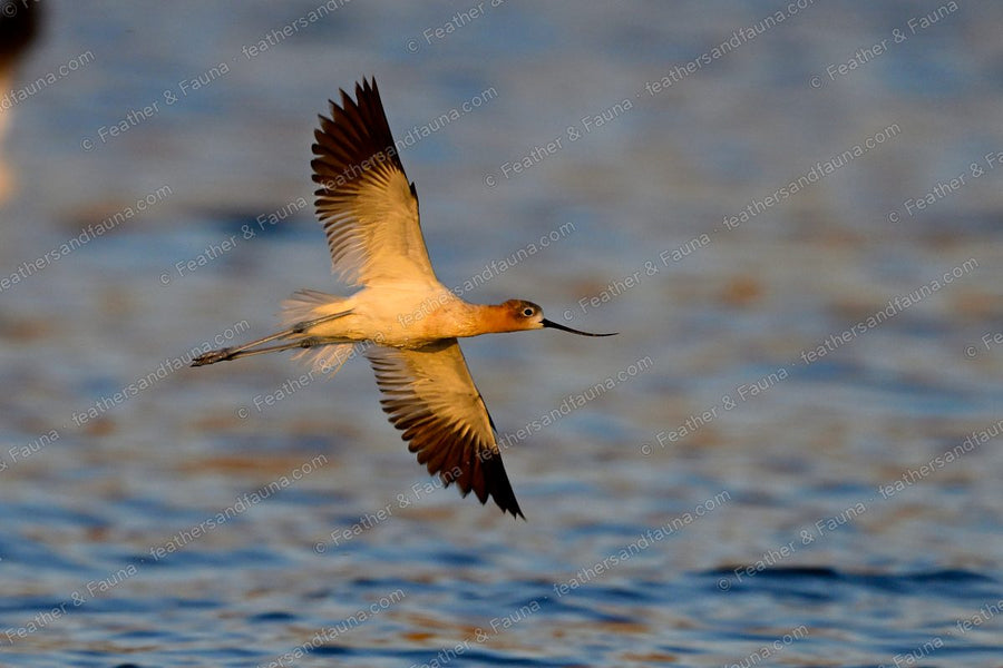 American Avocet flying low over blue water at sunset, wings spread, cinnamon head.