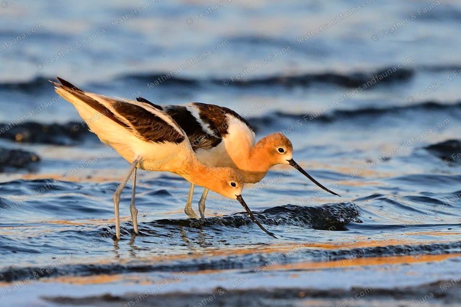 Two American Avocets feeding side by side on a golden-lit mudflat at dawn.
