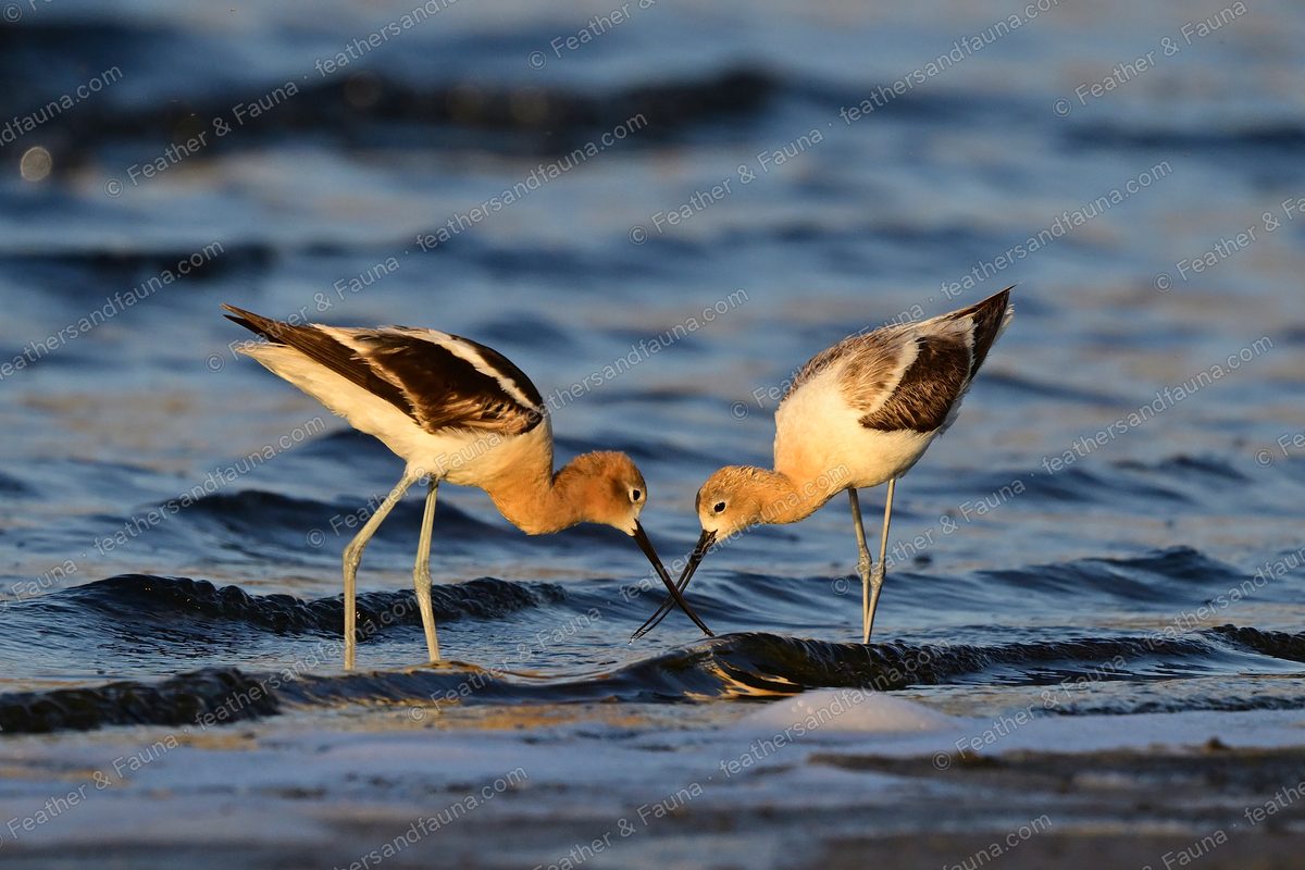Two American Avocets feeding face to face with bills crossed in golden shallows.