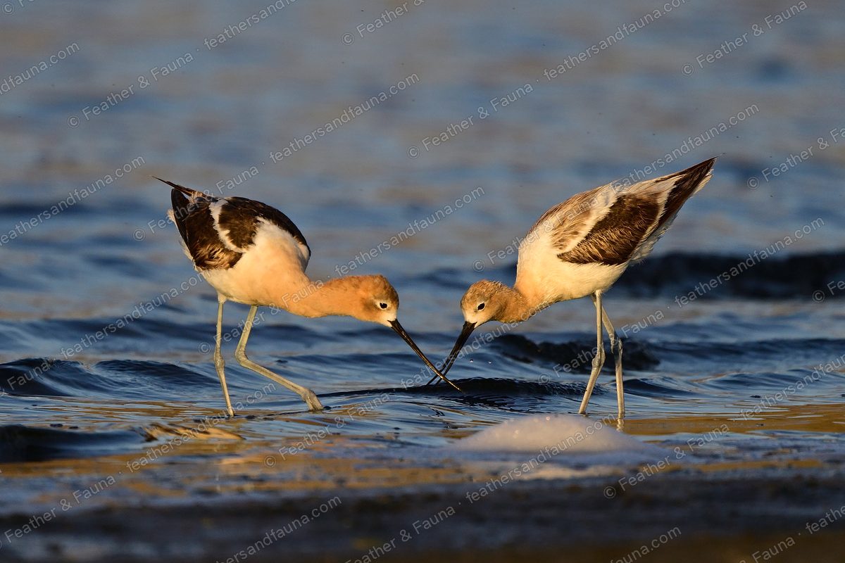 Two American Avocets feeding face to face in golden shallows, bills nearly touching.