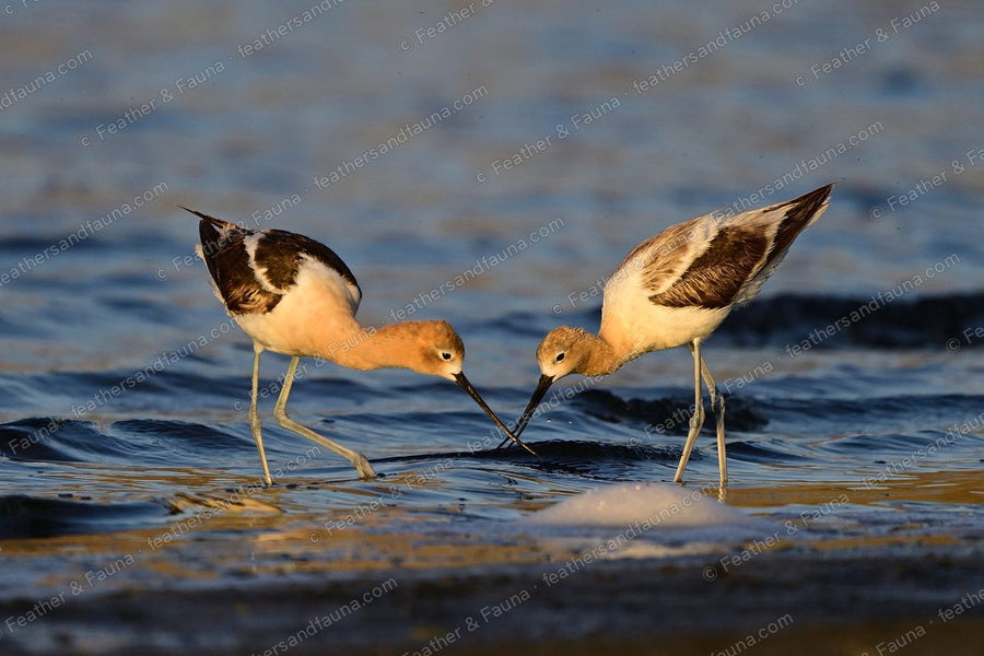 Two American Avocets feeding face to face in golden shallows, bills nearly touching.