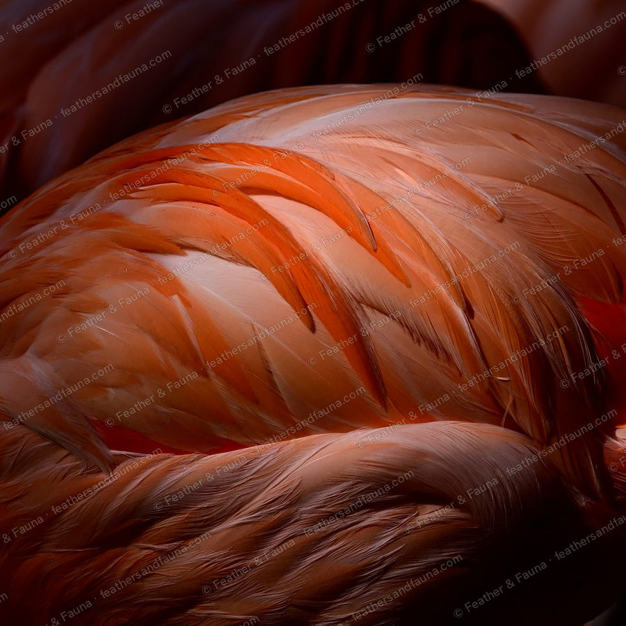 Close-up abstract of an American Flamingo's salmon and coral back feathers.