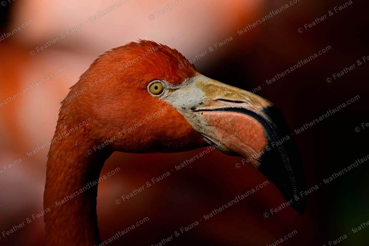 Close head portrait of an American Flamingo with an orange-red neck and pink-and-black bill.