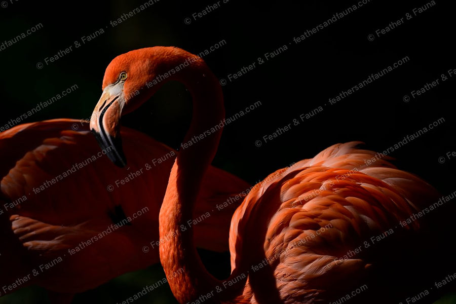 American Flamingo with a curved orange-red neck emerging from a dark background.