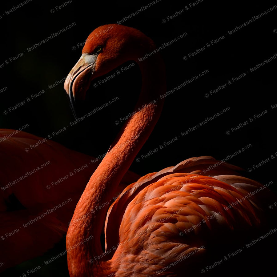 American Flamingo with an S-curved neck against a black background, dramatic light.
