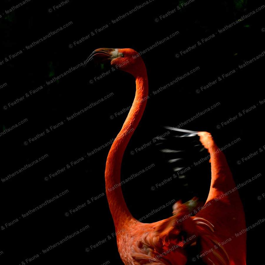 American Flamingo with a curved orange neck flapping a wing against a black background.