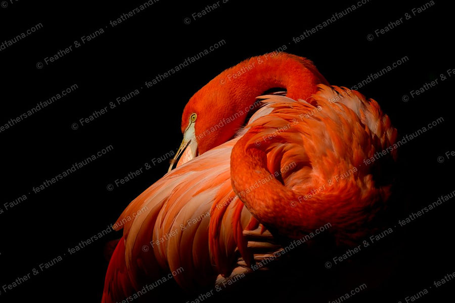 American Flamingo preening with its neck curled over its back against a black background.
