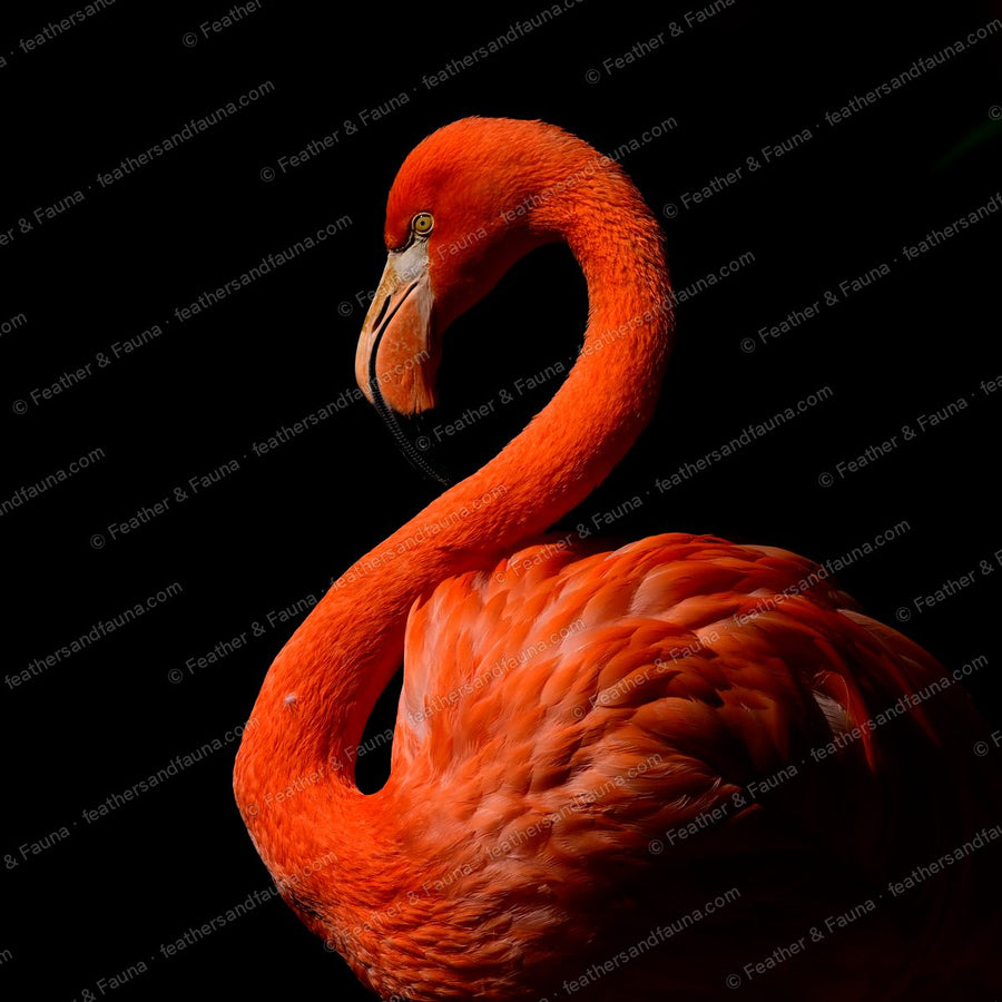 American Flamingo with a deep S-curved orange neck against a black background.