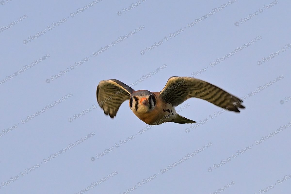 American Kestrel flying head-on against a blue sky, wings cupped.