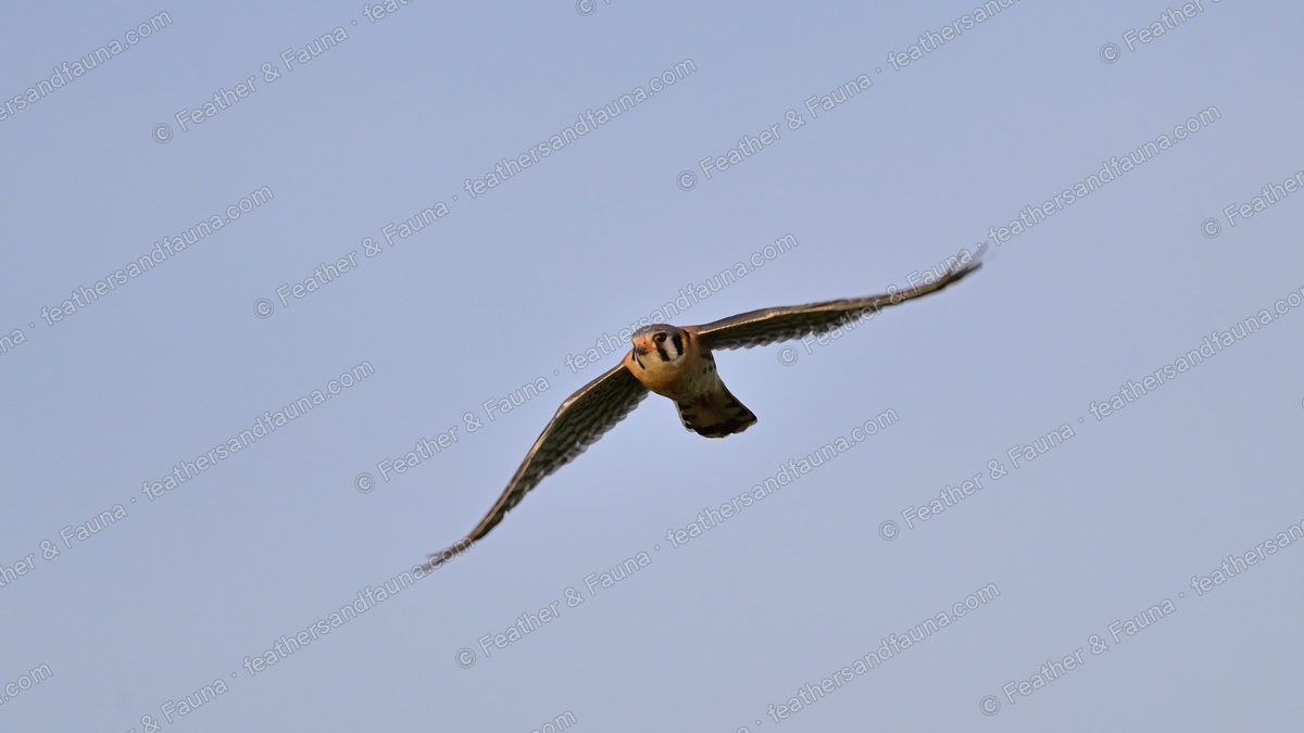 American Kestrel in flight against a pale sky, wings swept back.