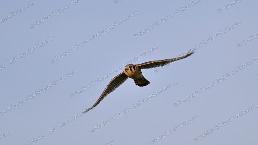 American Kestrel in flight against a pale sky, wings swept back.