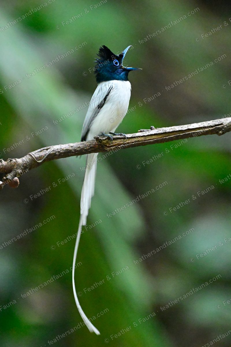 White Amur Paradise Flycatcher with black head and long tail streamers singing on a branch.