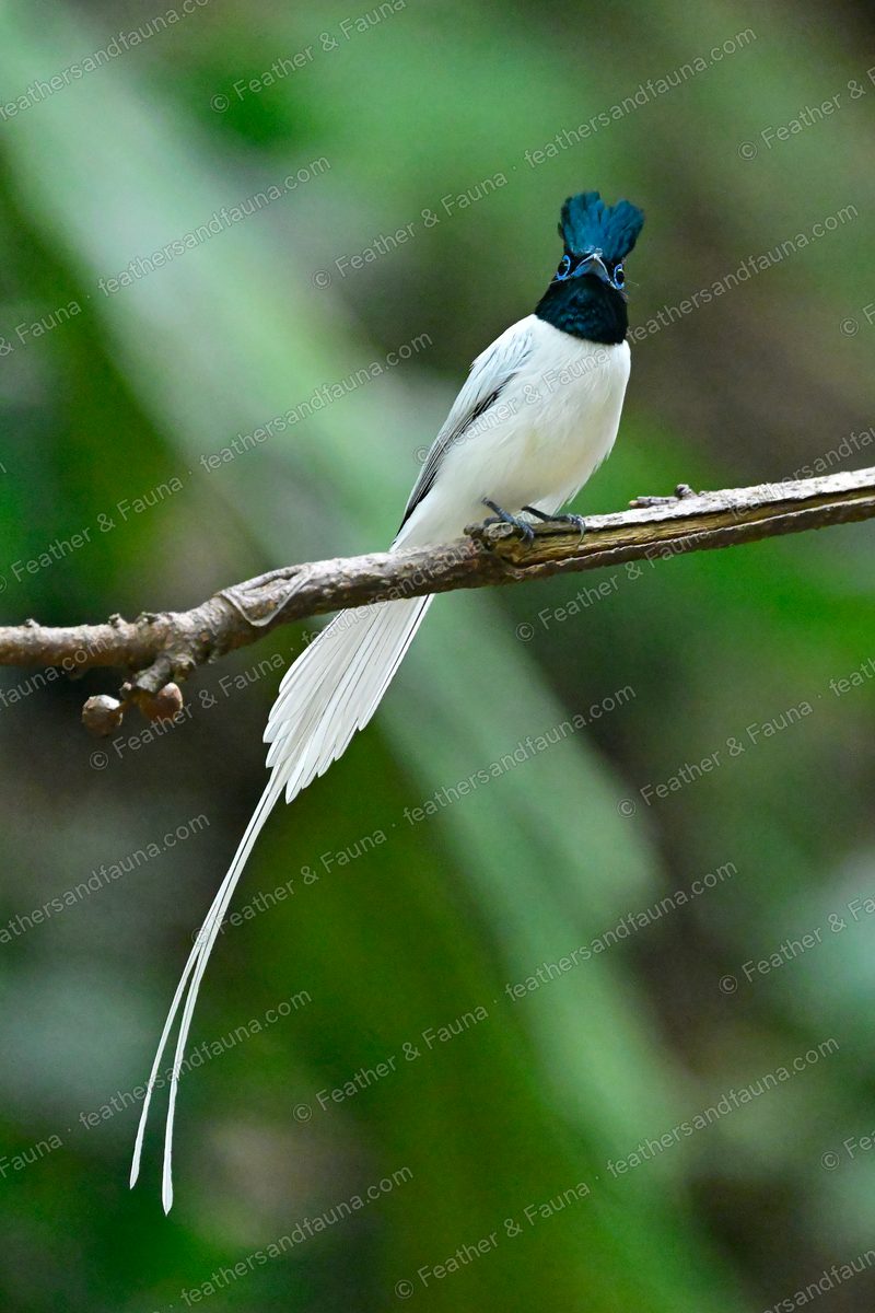 White Amur Paradise Flycatcher seen from behind with two very long white tail streamers.