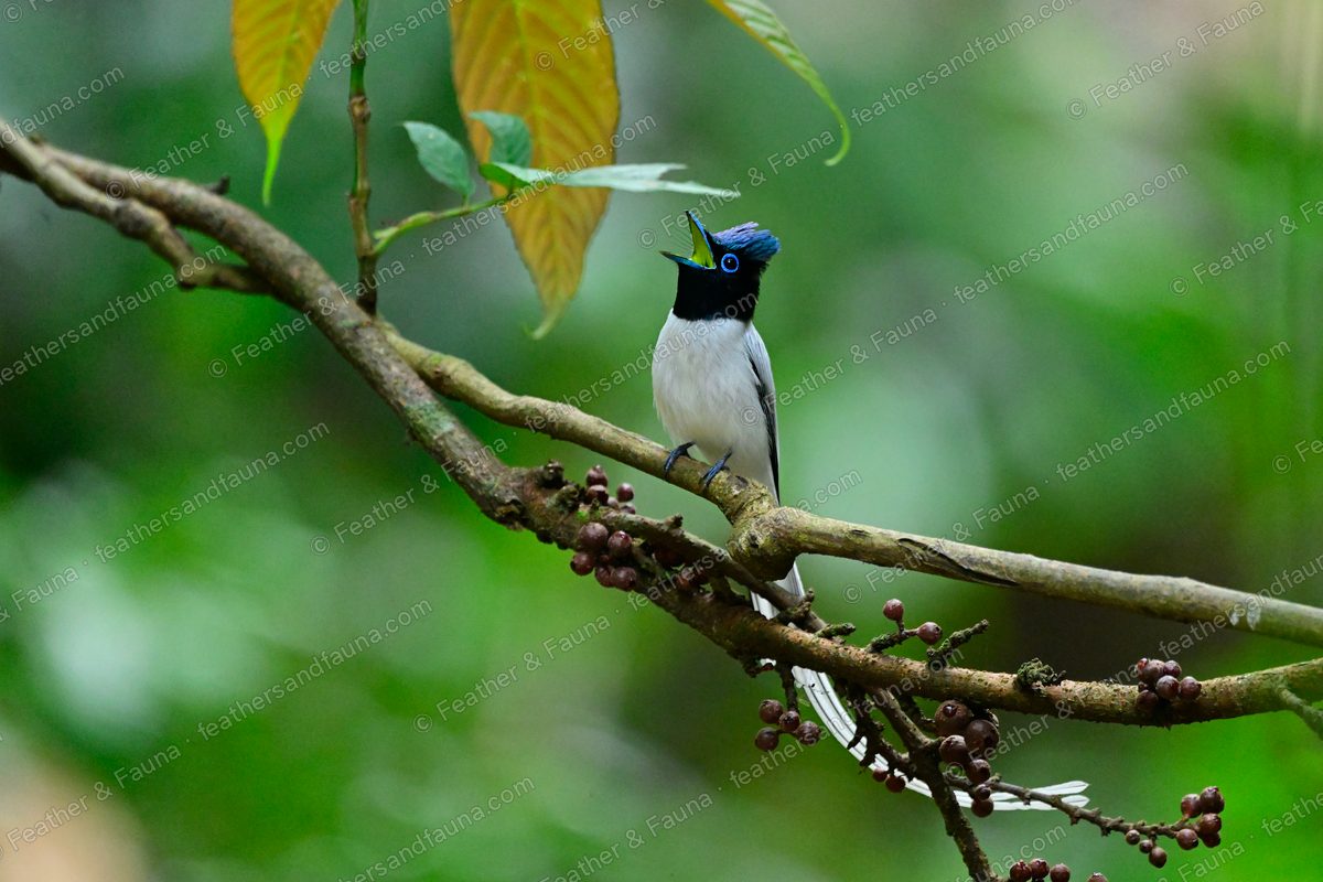 White Amur Paradise Flycatcher singing on a berry-laden branch in forest.