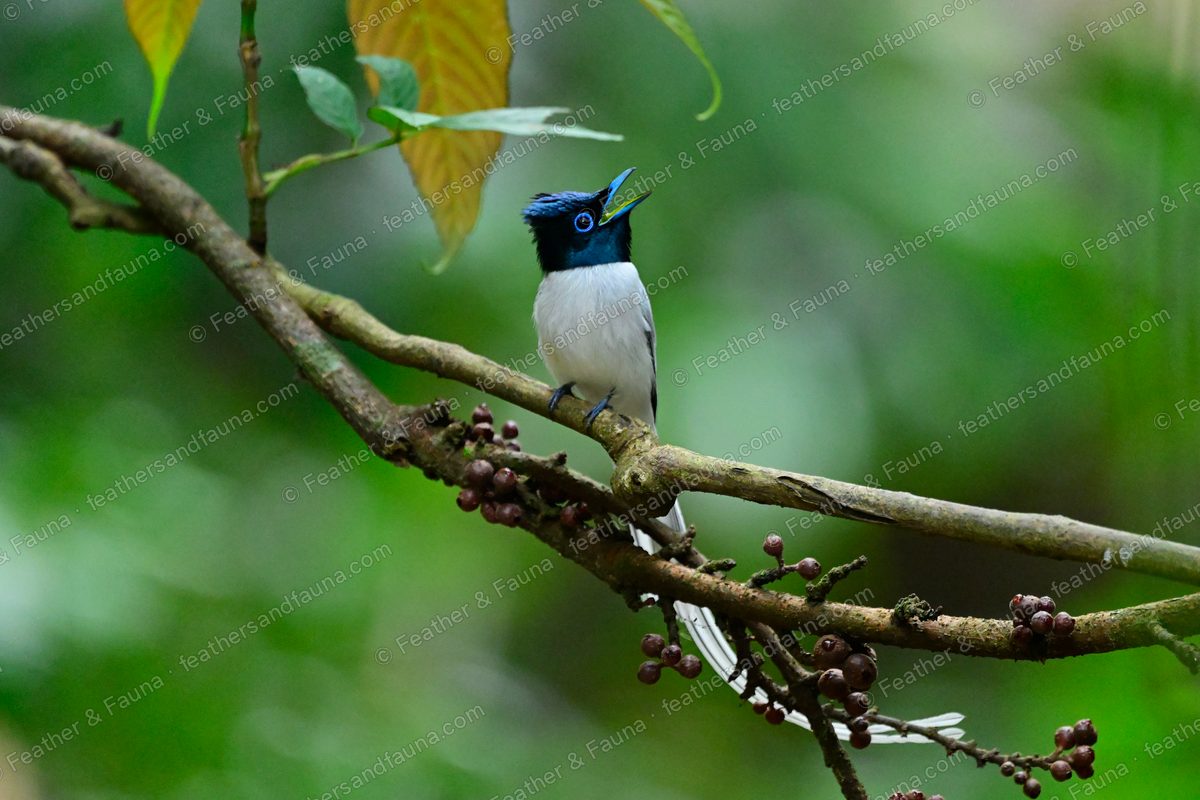 White Amur Paradise Flycatcher calling from a mossy branch, blue eye-ring visible.