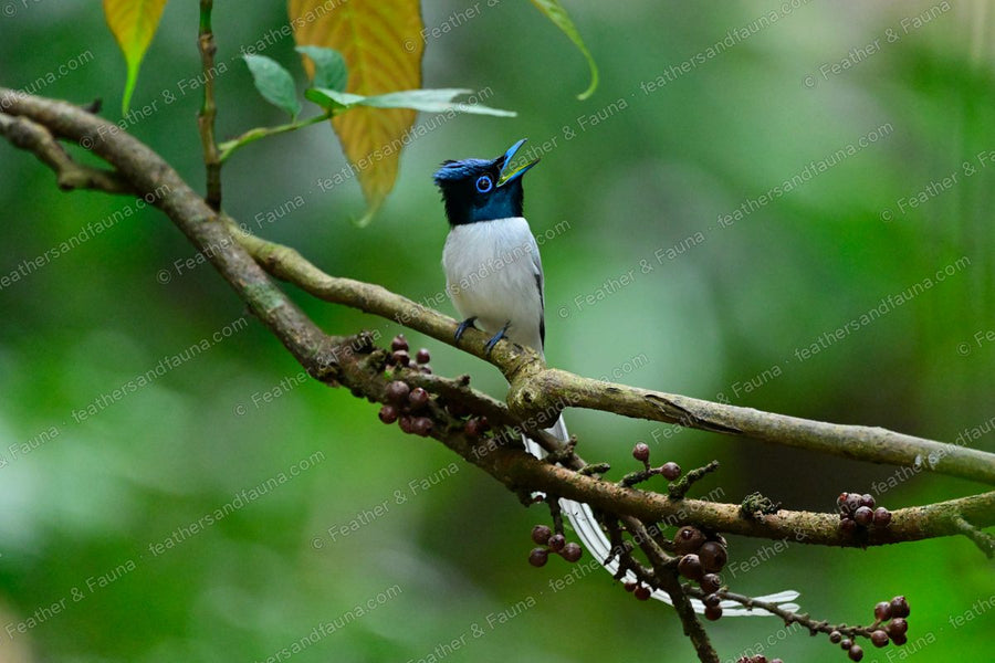 White Amur Paradise Flycatcher calling from a mossy branch, blue eye-ring visible.