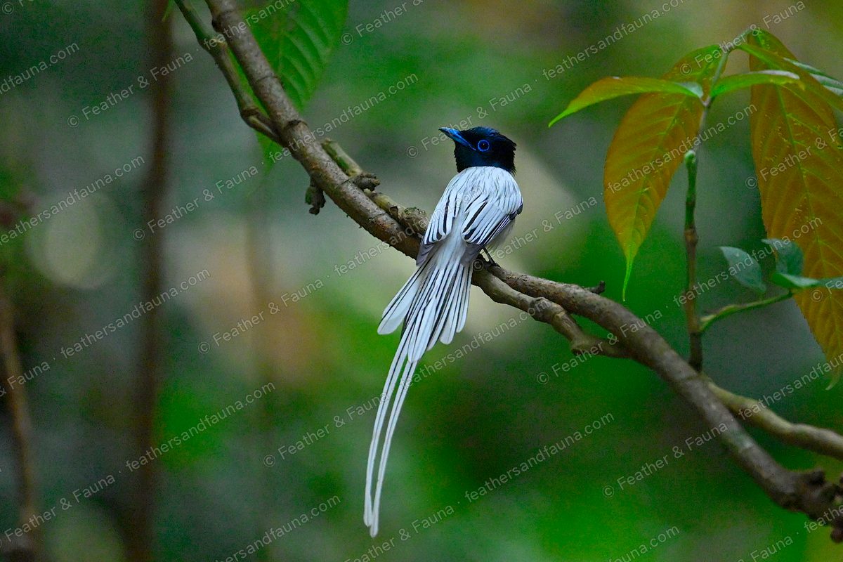 White Amur Paradise Flycatcher from behind on a branch, long white tail streamers.