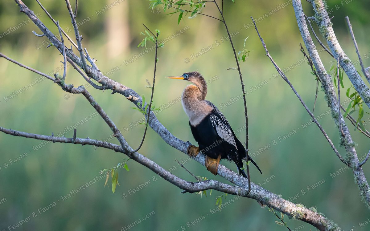 Female Anhinga with buff neck and silver-streaked wings perched on bare branches above a marsh.