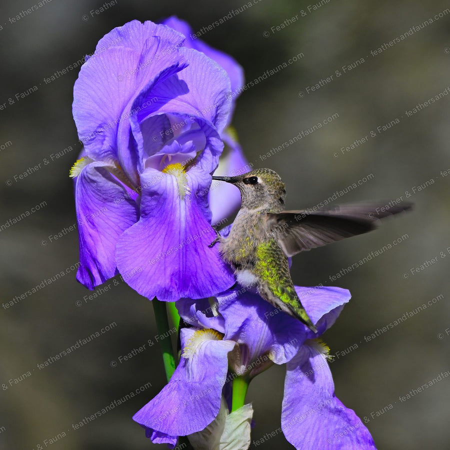 Female Anna's Hummingbird with wings spread on a purple bearded iris flower.
