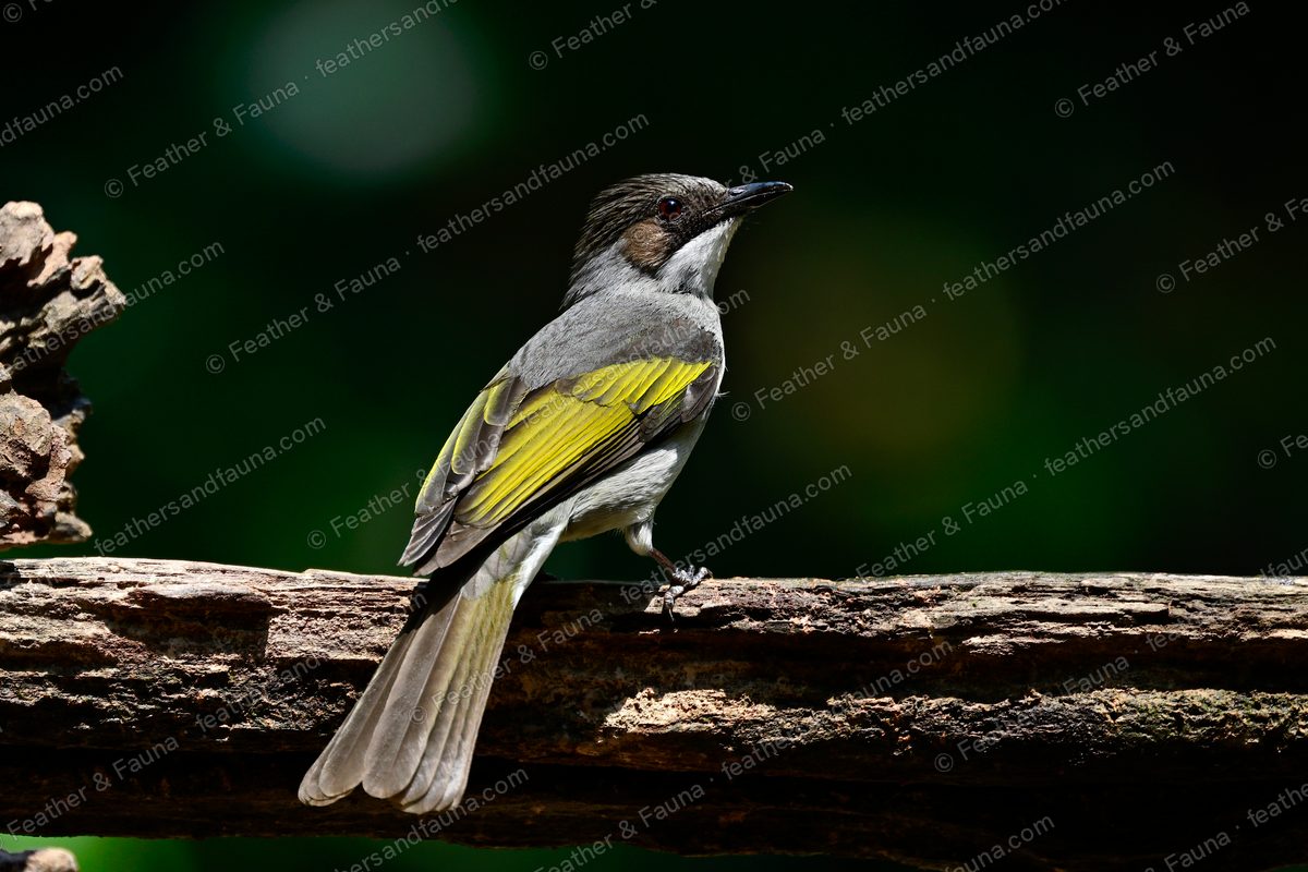 Ashy Bulbul, grey with a yellow-green wing panel, on a bark branch.