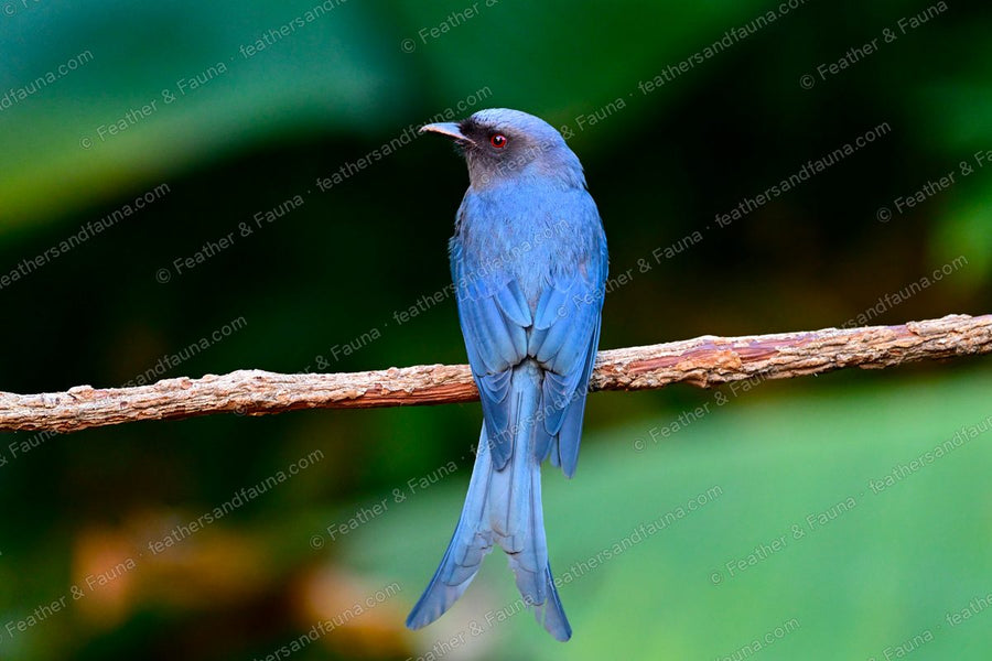 Ashy Drongo, slate-grey with a forked tail, seen from behind on a branch.