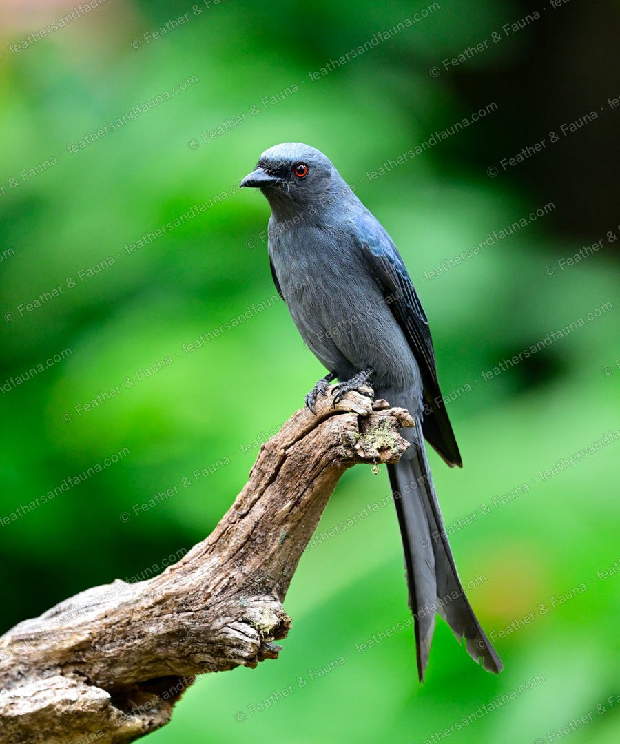 Ashy Drongo, slate-grey with a forked tail and red eye, on a driftwood stump.