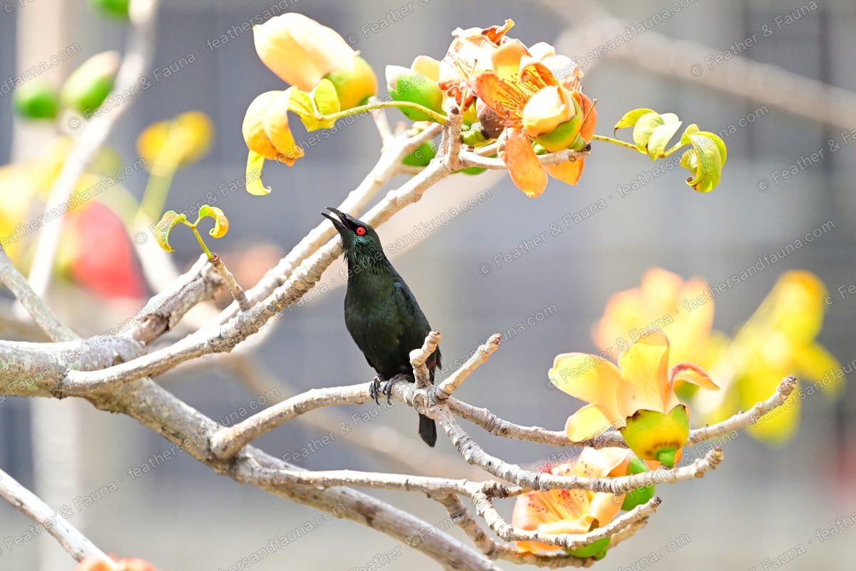 Asian Glossy Starling with a red eye among orange silk-cotton tree flowers.