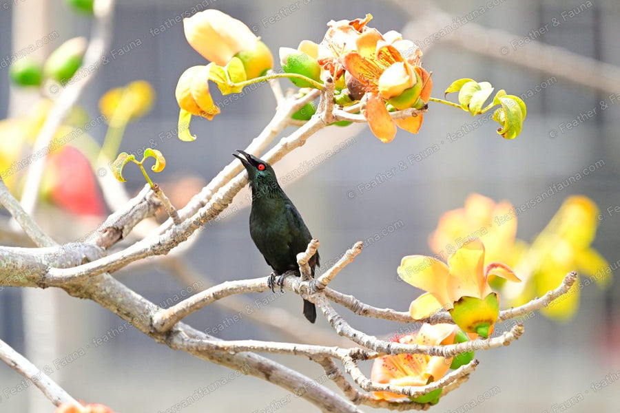 Asian Glossy Starling with a red eye among orange silk-cotton tree flowers.